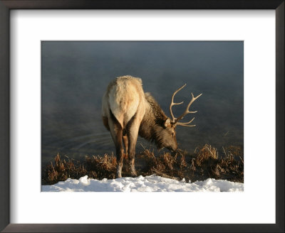 Bull Elk (Cervus Elaphus) Drinking, Yellowstone National Park by Yvette Cardozo Pricing Limited Edition Print image