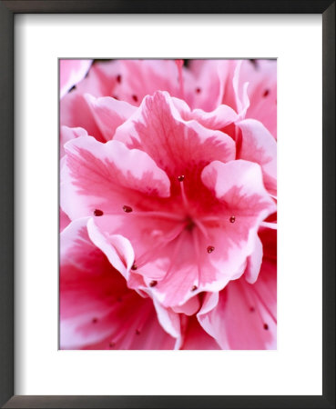 Flowers Azalea Extreme Close-Up Pink And White by Andrew Lord Pricing Limited Edition Print image