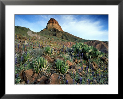Big Bend National Park, Usa by Olaf Broders Pricing Limited Edition Print image