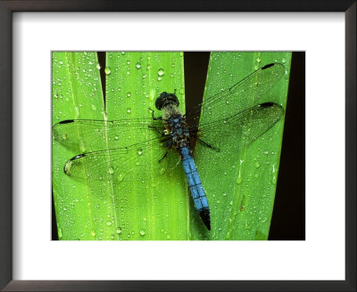 Dragonfly On A Leaf by Harold Wilion Pricing Limited Edition Print image