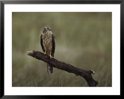 A Northern Harrier Hawk Perches On A Tree Branch by Klaus Nigge Pricing Limited Edition Print image