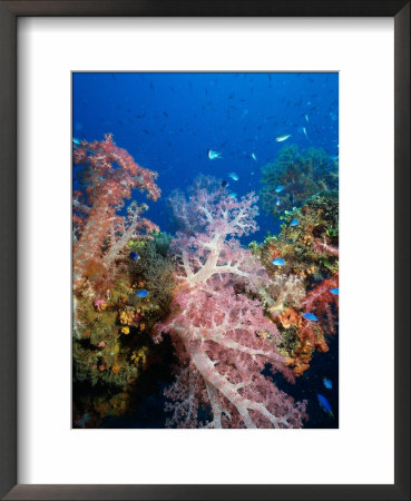 Soft Coral, Truck Lagoon, Micronesia by Steve Essig Pricing Limited Edition Print image