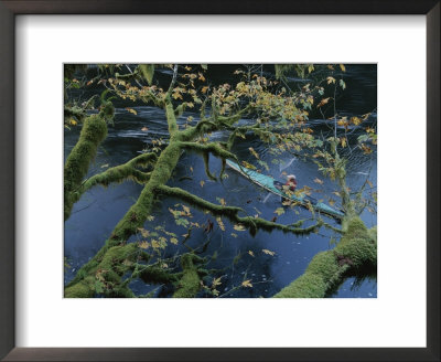 Moss-Drenched Limbs Of A Big-Leaf Maple Embrace A Kayaker by Joel Sartore Pricing Limited Edition Print image