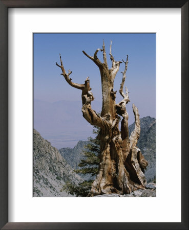 A Weathered Foxtail Pine Tree by Marc Moritsch Pricing Limited Edition Print image