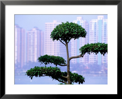 Tree With High-Rise In Background, Kaohsiung, Taiwan by Tom Cockrem Pricing Limited Edition Print image