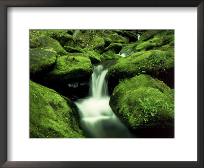 Moss Covered Rocks Along Roaring Fork, Tn by Willard Clay Pricing Limited Edition Print image