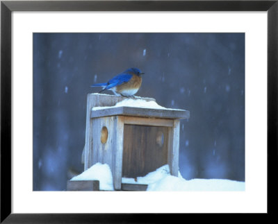 Male Eastern Bluebird On Winter Feeder by Everett Johnson Pricing Limited Edition Print image