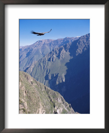 Andean Condor, Juvenile Male In Flight On Morning Thermals, Colca Canyon, Southern Peru by Mark Jones Pricing Limited Edition Print image