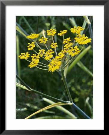 Fennel Foeniculum Vulgaris Purpureum by Mark Bolton Pricing Limited Edition Print image