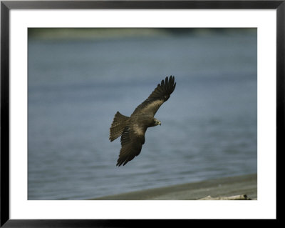 Black Kite In Flight Over Water by Klaus Nigge Pricing Limited Edition Print image