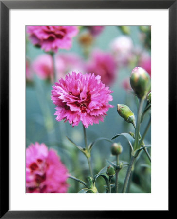 Dianthus Morning Star (Pinks), Pink Flowers On Atop Stems, Whetman Pinks Ltd National Collection by Lynn Keddie Pricing Limited Edition Print image