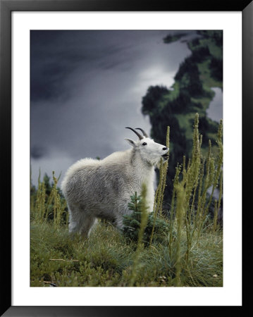 A Rocky Mountain Goat Feeds On The Seed Heads Of Beargrass by Michael S. Quinton Pricing Limited Edition Print image