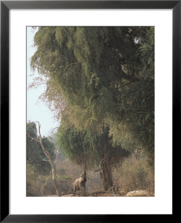An African Elephant Reaches For Ana Tree Leaves by Beverly Joubert Pricing Limited Edition Print image