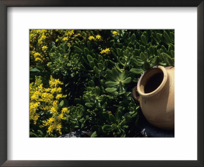 A Clay Planter Surrounded By Flowering Succulent Plants by David Evans Pricing Limited Edition Print image