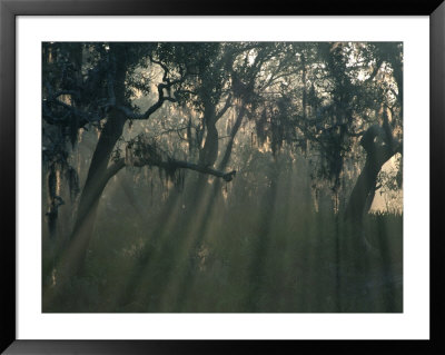 Morning Light Through Oaks In Fog, Savannah, Georgia, Usa by Joanne Wells Pricing Limited Edition Print image