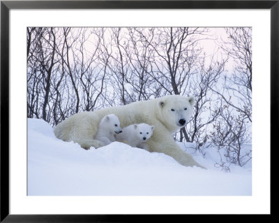Polar Bears, Mother With Very Young Cubs Just Leaving Winter Den, Manitoba, Canada by Daniel Cox Pricing Limited Edition Print image