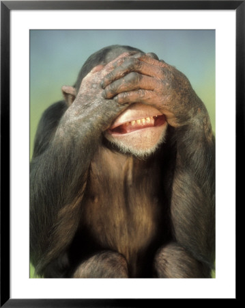Chimpanzee Covering His Eyes by Richard Stacks Pricing Limited Edition Print image