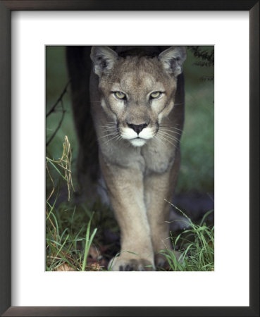 Mesmerising Glare Of A Stalking Puma Hunting Prey, Australia by Jason Edwards Pricing Limited Edition Print image