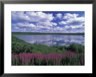 Fireweed, Lake And Clouds Reflecting In A Lake, Alaska by Rich Reid Pricing Limited Edition Print image