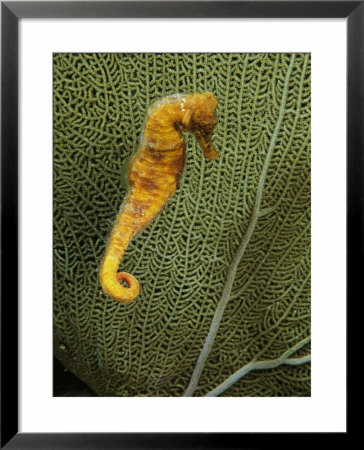 Sea Horse Against Sea Fan by George Grall Pricing Limited Edition Print image