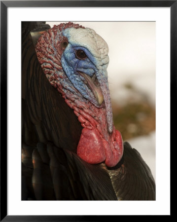 Wild Turkey In The Woods, Lexington, Massachusetts by Tim Laman Pricing Limited Edition Print image