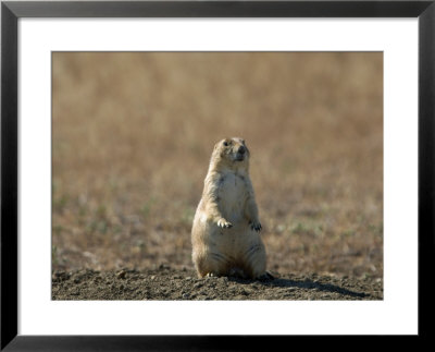 Black-Tailed Prairie Dog In Eastern Montana by Joel Sartore Pricing Limited Edition Print image