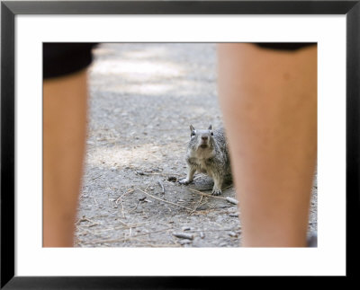 California Ground Squirrel Stands His Ground by Rich Reid Pricing Limited Edition Print image