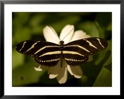 Zebra-Winged Butterfly At The Lincoln Children's Zoo, Nebraska by Joel Sartore Pricing Limited Edition Print image