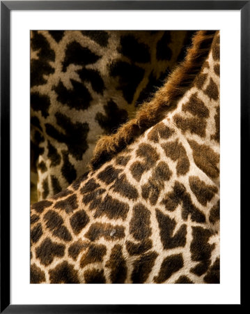 Closeup Of Two Masai Giraffes by Tim Laman Pricing Limited Edition Print image