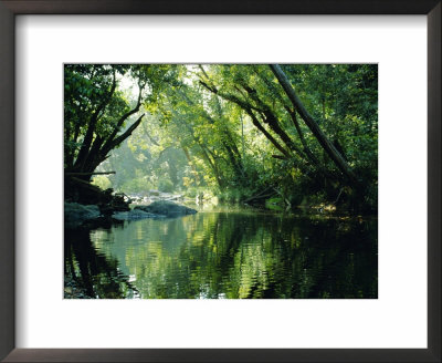 Rainforest, Cape Tribulation National Park,Queensland, Australia by Amanda Hall Pricing Limited Edition Print image