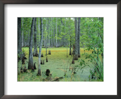 Atchafalaya Swamp Near Gibson In The Heart Of 'Cajun Country', Louisiana, Usa by Robert Francis Pricing Limited Edition Print image