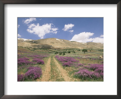 Lavender And Spring Flowers On The Road From The Bekaa Valley To The Mount Lebanon Range, Lebanon by Gavin Hellier Pricing Limited Edition Print image