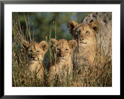 Lion Cubs, Panthera Leo, Kruger National Park, South Africa, Africa by Ann & Steve Toon Pricing Limited Edition Print image
