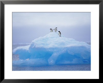 Adelie Penguins On Iceberg, Paulet Island, Antarctica, Polar Regions by David Tipling Pricing Limited Edition Print image