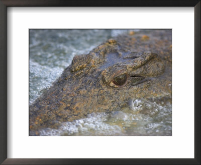 Close-Up Of Nile Crocodile (Crocodylus Niloticus), Kruger National Park, South Africa, Africa by Ann & Steve Toon Pricing Limited Edition Print image