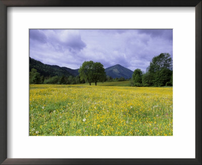 Meadow, Flowers On A Meadow, Bad Toelz, Bayern, Germany by Thorsten Milse Pricing Limited Edition Print image