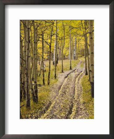 Two-Track Lane Through Fall Aspens, Near Telluride, Colorado by James Hager Pricing Limited Edition Print image