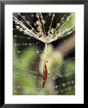 Close-Up Of Water Droplets On Dandelion Seed Caught In Spider Web, San Diego, California, Usa by Christopher Talbot Frank Pricing Limited Edition Print image