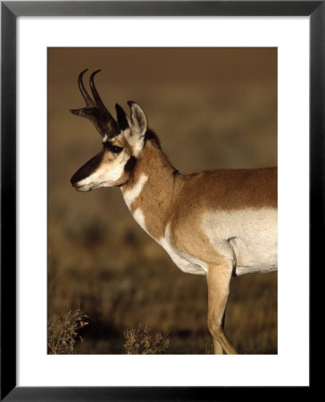 Pronghorn Antelope In Grand Teton National Park, Wyoming, Usa by Diane Johnson Pricing Limited Edition Print image