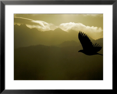 Silhouette Of Bald Eagle Flying Against Mountains And Sky, Homer, Alaska, Usa by Arthur Morris Pricing Limited Edition Print image
