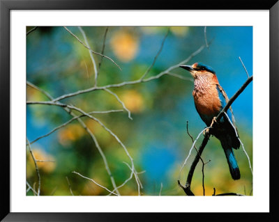 Indian Roller In Bandhavgarh National Park, India by Dee Ann Pederson Pricing Limited Edition Print image