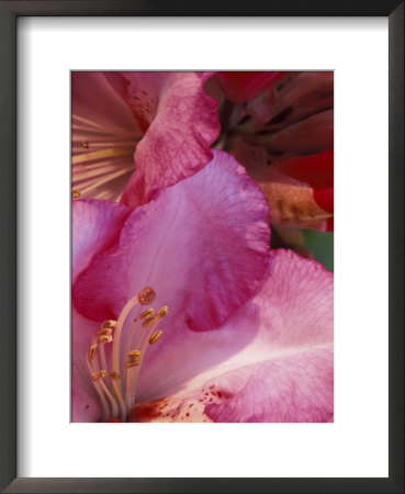 Rhododendron Blooms, University Of Washington Arboretum, Seattle, Washington, Usa by William Sutton Pricing Limited Edition Print image