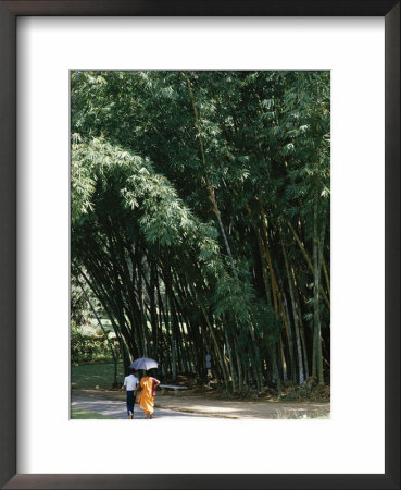 Buddhist Monk Beneath Tall Bamboo, Peradeniya Gardens, Kandy, Sri Lanka by David Beatty Pricing Limited Edition Print image