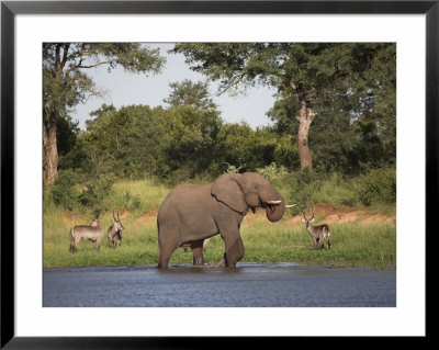Elephant, Loxodonta Africana, With Waterbuck, At Water In Kruger National Park by Steve & Ann Toon Pricing Limited Edition Print image