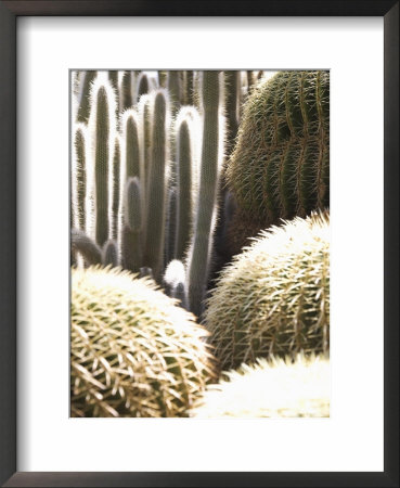 Cacti In The Exotic Garden, Monaco, Cote D'azur, Mediterranean by Angelo Cavalli Pricing Limited Edition Print image