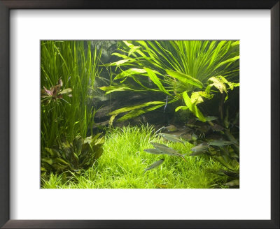 Fish Aquarium At Wilhelma Zoo And Botanical Gardens, Stuttgart, Baden Wurttemberg, Germany by Yadid Levy Pricing Limited Edition Print image