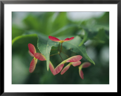 Japanese Maple Leaves And Fruit by Darlyne A. Murawski Pricing Limited Edition Print image