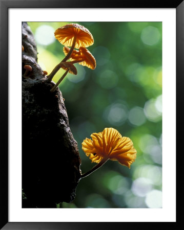 Orange Fungi On Log, Barro Colorado Island, Panama by Christian Ziegler Pricing Limited Edition Print image