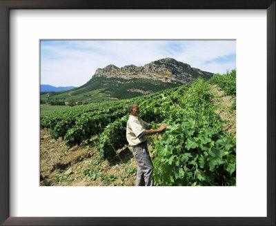 Vineyards, Patrimonio Area, Corsica, France by Yadid Levy Pricing Limited Edition Print image