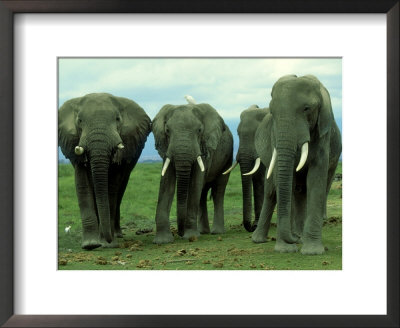 Elephants, Group Of Bulls, Kenya by Martyn Colbeck Pricing Limited Edition Print image